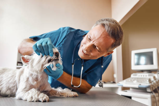 Best Emergency Dental Care for Broken or Chipped Teeth in New Windsor, MD